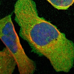 FGD1 Antibody, Novus Biologicals:Antibodies:Primary Antibodies